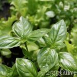 gardenbasil